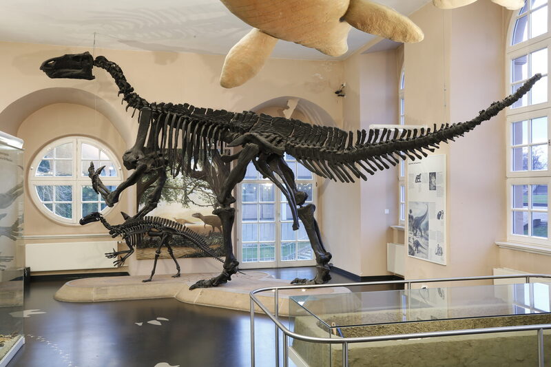 Skelett eines Iguanodon Dinosaueriers