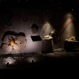 Eine komplette Ausstellungswand wurde mit vergrößerten Bodenlebewesen bespielt, sodass der Eindruck entsteht man sei unter der Erde.